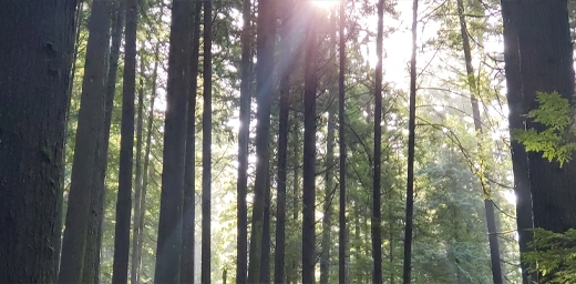 Find Your Way - Forest