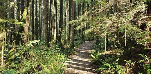 Start Off Easy - Forest